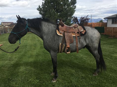 BOOKED FOR 2023 SEASON Accepting mares of any breed. . Horses for sale in montana